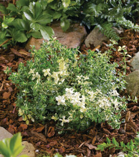 Macierzanka zwyczajna "Foxley" (Thymus pulegioides)
