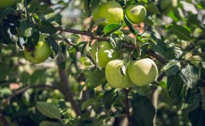 Jabłoń "Antonówka” goły korzeń (malus domestica)