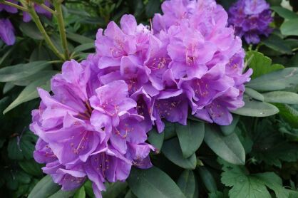 Różanecznik "Roseum Elegans" (Rhododendron)
