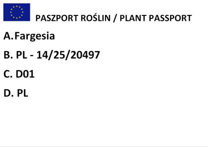 Bambus ogrodowy "Formidable" (Fargesia)