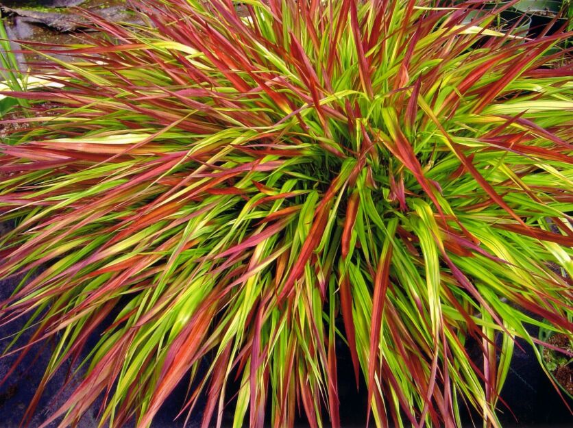 Hakonechloa Smukła 