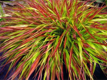 Hakonechloa Smukła "Mulled Wine" (Hakonechloa Macra)