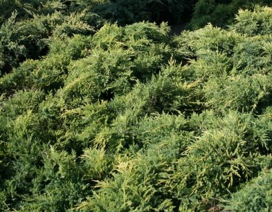 Jałowiec Pfitzera "Gold Star" (Juniperus Pfitzeriana)