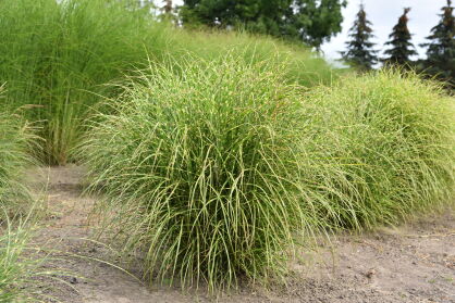 Miskant Chiński "Little Zebra" ( Miscanthus Sinensis )