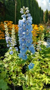 Ostróżka Ogrodowa Magic Fountain "Sky Blue / White Bee" (Delphinium X Cultorum)
