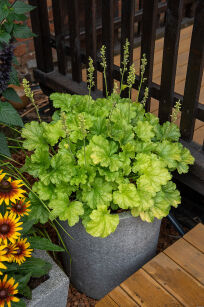 Żurawka "World Caffé™ Lime Americano" (Heuchera Hybrida)