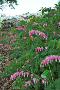 Serduszka Okazała ( Dicentra spectabilis )