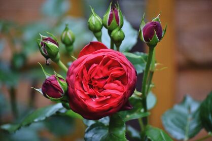 Róża Wielkokwiatowa "Piano" (Rosa) 