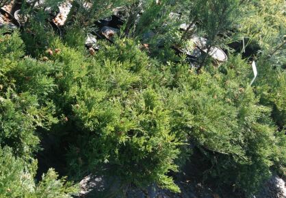 Jałowiec Płożący "Andorra Compact" (Juniperus Horizontalis)