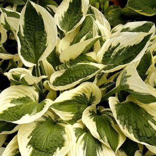 Funkia "Patriot"  (Hosta)