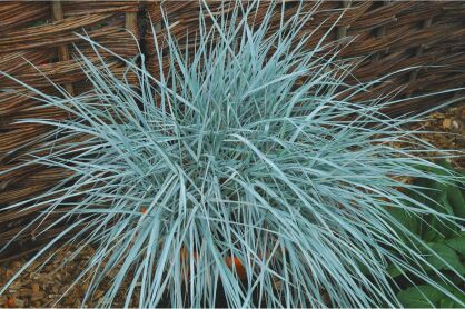 Wydmuchrzyca  Magellana (Elymus magellanicus)