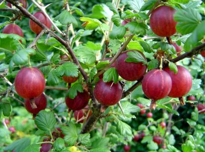 Agrest Czerwony "Hinnonmaki Rot" forma szczepiona (Ribes uva-crispa)