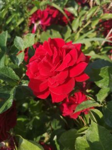 Róża Pnąca  "Mushimara" (Rosa)