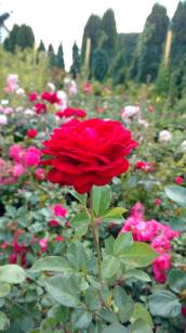 Róża Pnąca  "Mushimara" (Rosa)