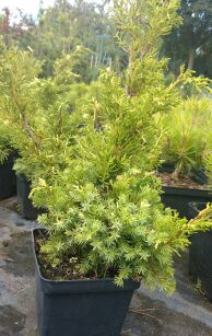 Jałowiec Chiński "Kaizuka Variegata" (Juniperus Chinensis)