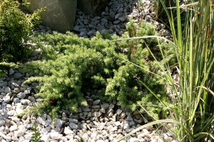 Jałowiec Nadbrzeżny "Schlager" (Juniperus Conferta)