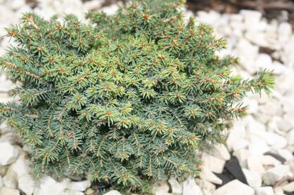 Świerk Pospolity "Little Gem" (Picea Abies)