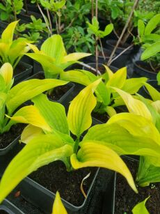 Funkia "Shadowland® Cost to Cost" (Hosta)