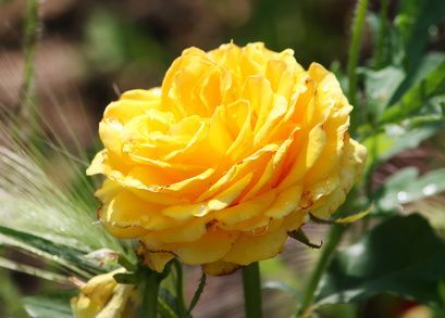 Róża Parkowa "Lichtkonigin Lucia" (Rosa)