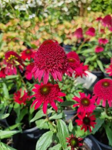 Jeżówka "Sunny Days Ruby" (Echinacea Purpurea)