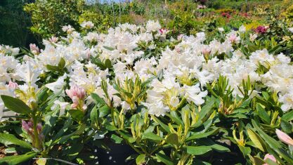 Różanecznik "Cunningham's White" (Rhododendron)