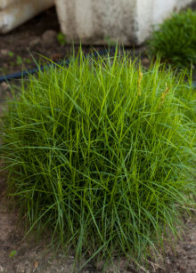 Turzyca Palmowa "Little Midge" (Carex Muskingumensis)