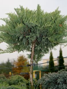 Jałowiec Sabiński "Tamariscifolia" szczepiony (Juniperus Sabina) 