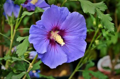 Ketmia Syryjska "Marina" (Hibiscus Syriacus)