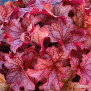 Żurawka "Galaxy"  (Heuchera)