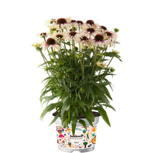 Jeżówka Purpurowa "Sombrero® Special White Purple" (Echinacea Purpurea)