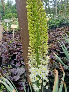 Pustynnik Himalajski Pinokkio (Eremurus )