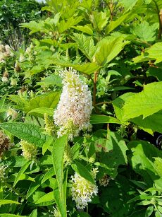 Budleja Dawida "Butterfly Candy Little White" (Buddleja Davidii)