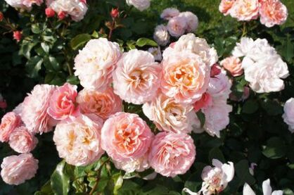 Róża Angielska "Abraham Darby" (Rosa)
