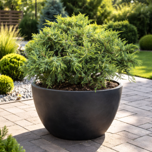 Jałowiec Pfitzera "Gold Star" (Juniperus Pfitzeriana)