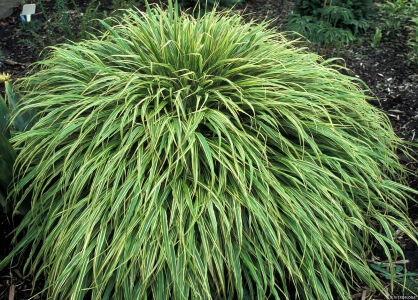 Hakonechloa "Albostriata" (Hakonechloa)