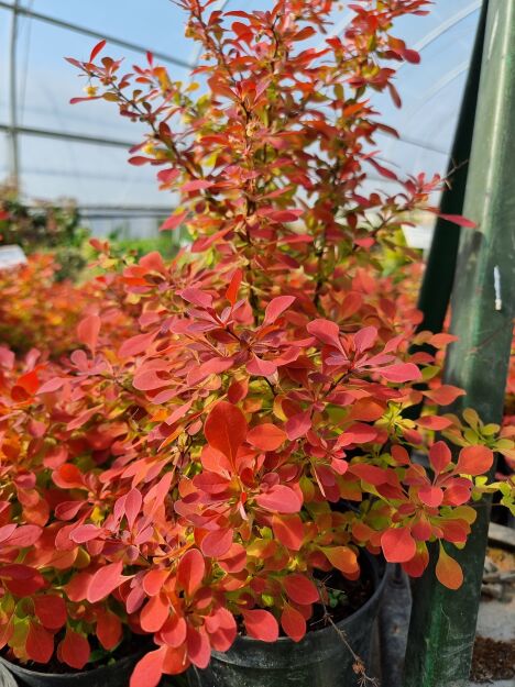 Berberys Thunberga 