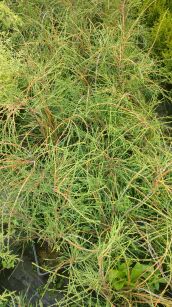 Żywotnik Zachodni "Filiformis" (Thuja Occ.)