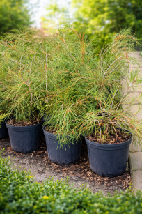 Żywotnik Zachodni "Filiformis" (Thuja Occ.)
