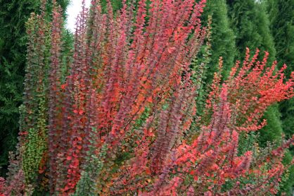 Berberys Thunberga "Erecta" (Berberis Thunbergii)