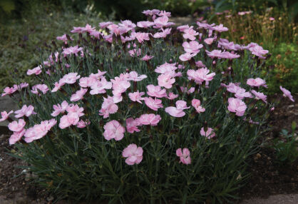 Goździk „Dinetta Soft Pink” (Dianthus caryophyllus )