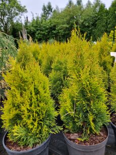 Żywotnik Zachodni "Golden Smaragd" (Thuja Occ.)