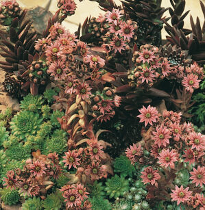 Rojnik ogrodowy Mix (Sempervivum hybridum)