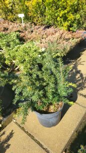 Cis Pospolity "Repandens" (Taxus Baccata)