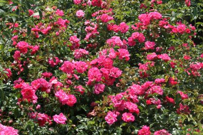 Róża Okrywowa "Heidetraum" (Rosa)