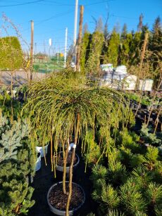 Żywotnik Olbrzymi "Whipcord" szczepiony (Thuja Plicata)