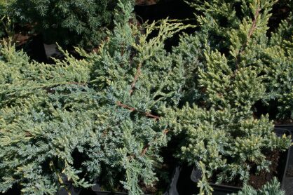 Jałowiec Łuskowy "Holger" (Juniperus Squamata) 