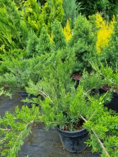 Jałowiec Pfitzera "Mint Julep" (Juniperus Pfitzeriana)