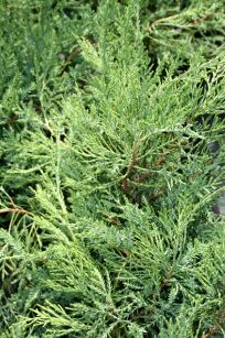 Jałowiec Pfitzera "Mint Julep" (Juniperus Pfitzeriana)