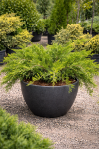 Jałowiec Pfitzera "Mint Julep" (Juniperus Pfitzeriana)