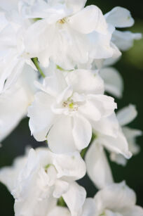 Ostróżka Ogrodowa "Magic Fountain White" (Delphinium X Cultorum) 
